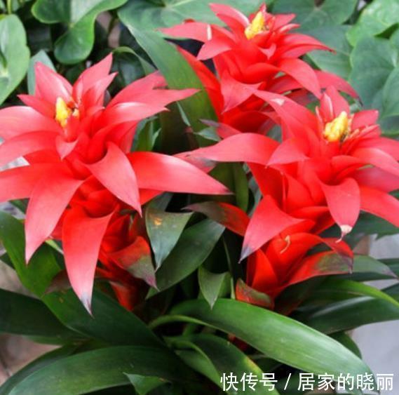 寓意|客厅摆上5种花,寓意美好越养越旺,皮实好养颜值高,适合新手