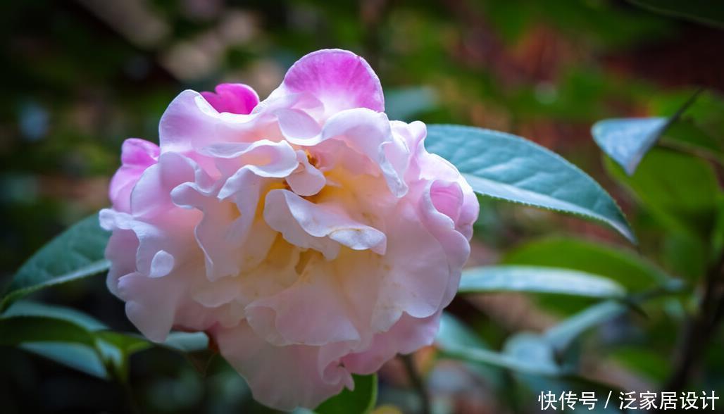 茶花一年能否长半米 全看当下养功 老花匠的经验 值得借鉴 粉紫色