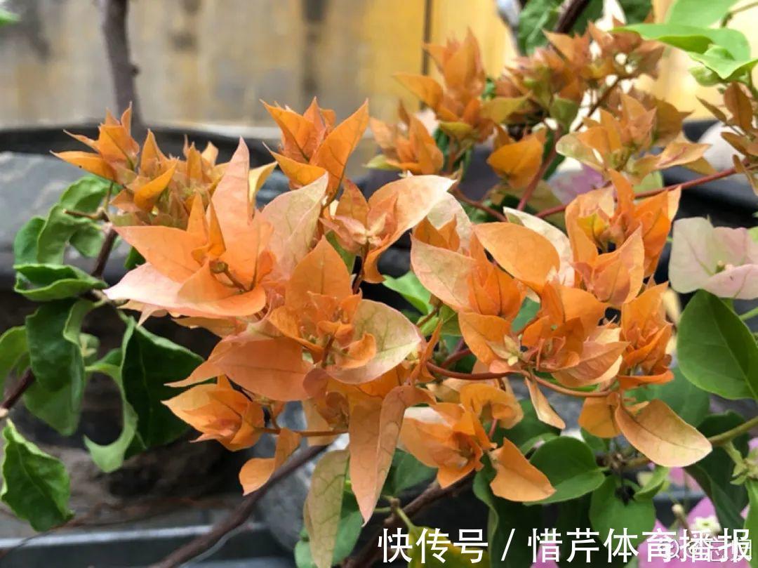 9个开花劳模，施肥不能停，不然越养越差劲