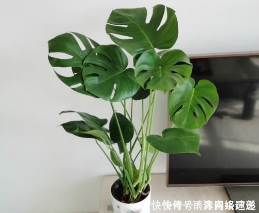 君子兰喜肥|懂花的人只养“3种花”，有“旺财”的寓意，摆在客厅最合适！