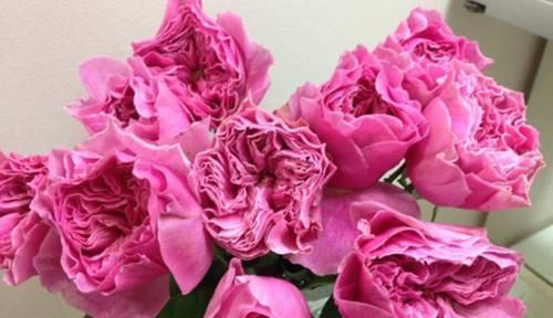 冷俊|3种花适合家里养，花大色美，开花勤快花期长，好养易活
