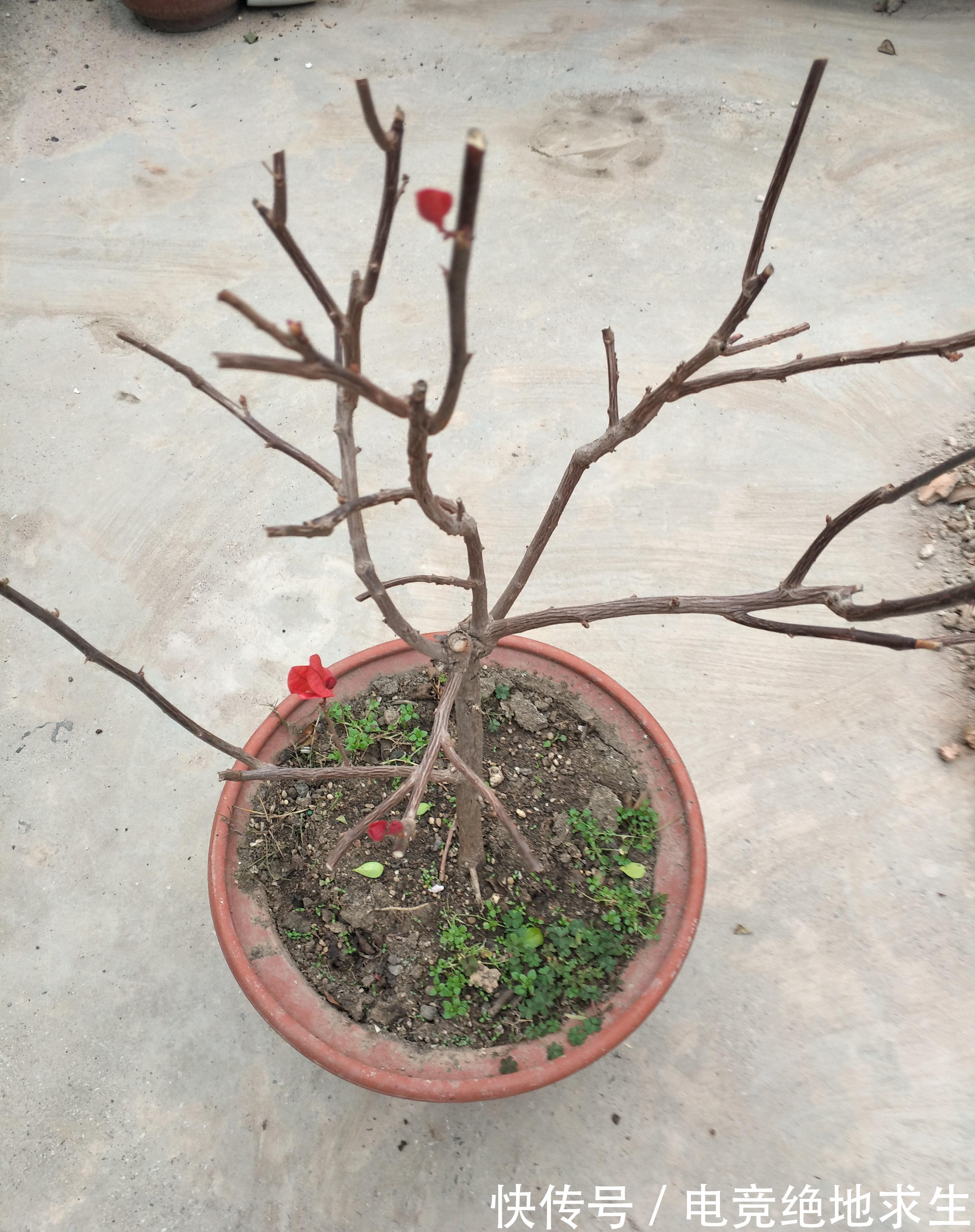 三角梅过冬以后叶片掉光，别急着扔掉，一个方法判定去与留