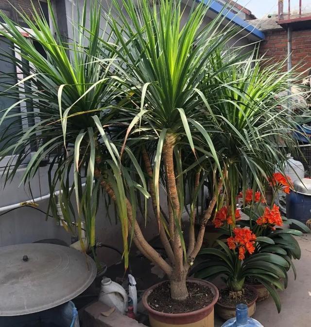 叶子|嫌花长的丑,趁现在砍头,满盆都是新叶子!