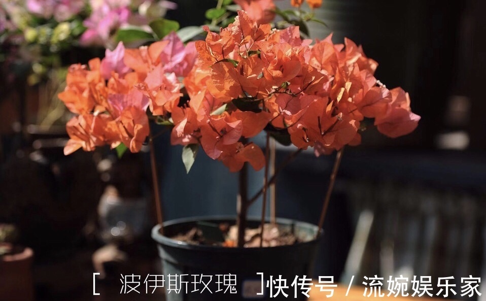 爆盆|喜欢三角梅“花朵爆盆”，首选8个品种，养护记住4个“小技巧”