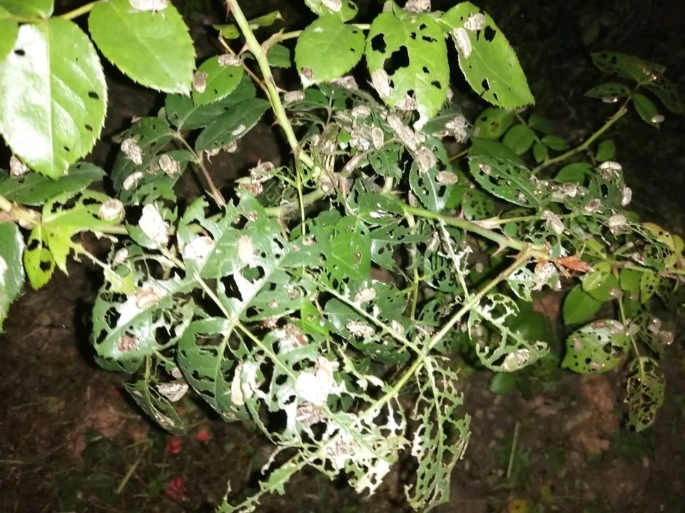 草木灰|养花就怕“生虫子”，平时浇水加点“它”，杀菌灭虫，放心养花