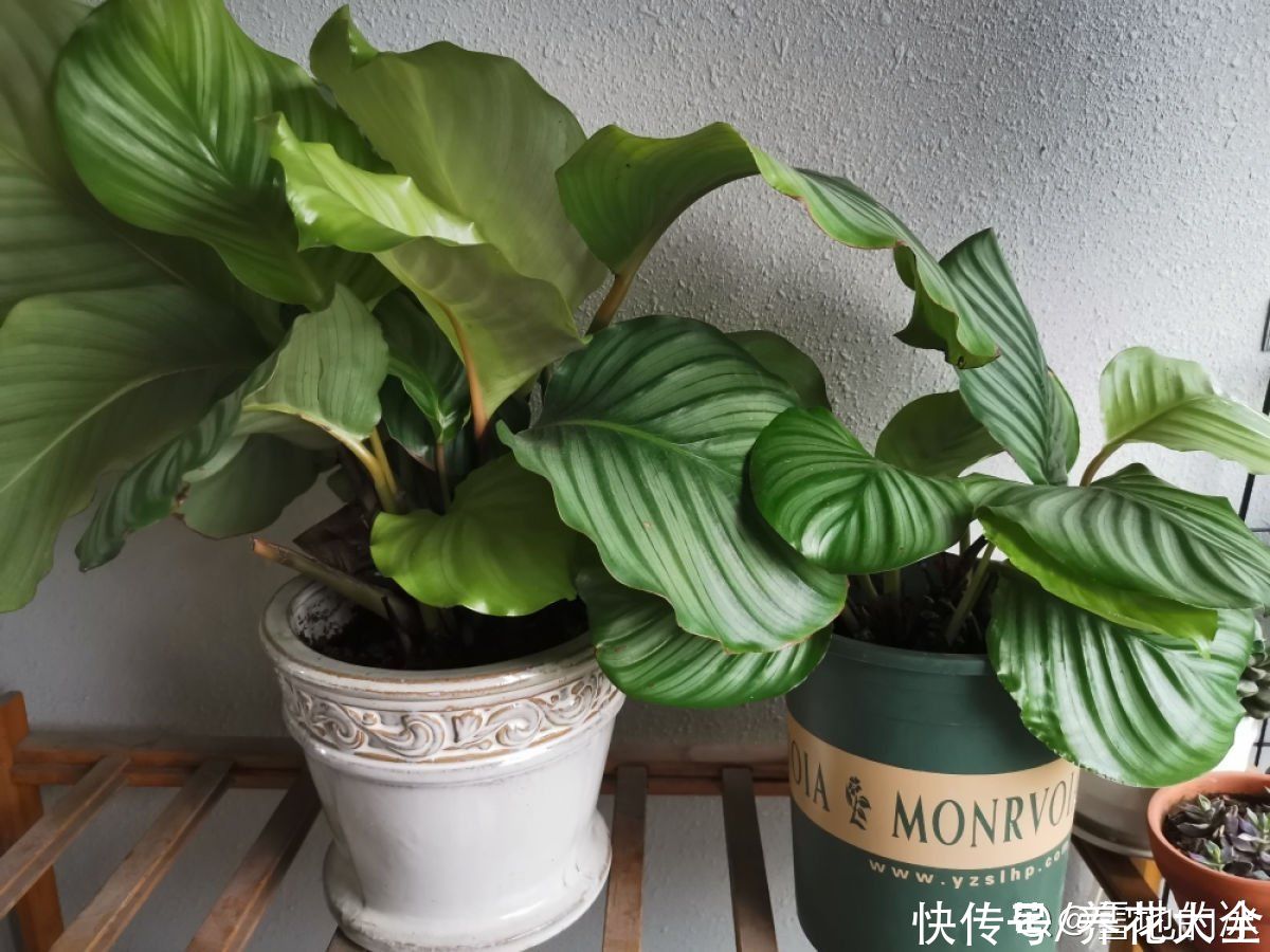 花花|最像青苹果的绿植，这5步做好，打造室内“青苹果乐园”