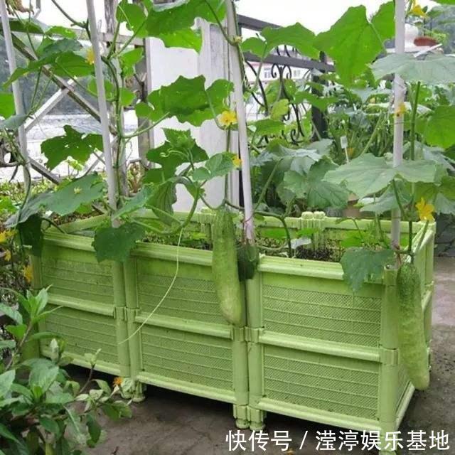 阳台还在晒衣服,拿来种菜可以吃上一整年,可香了!