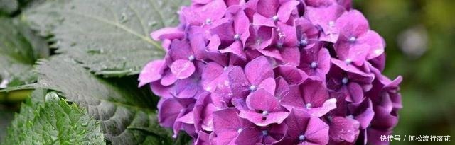 绣球花会“变脸”,稍微调一调土壤的“味道”,花色就会随心改变!