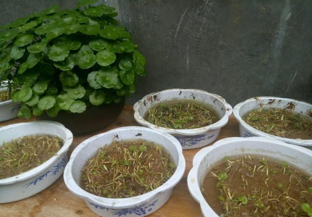 黄叶|5种“漂亮花”,夏天“使劲浇”,缺水就黄叶,不是勤快人,别养