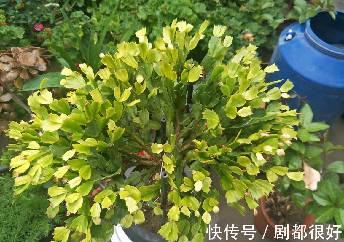 肥厚|养蟹爪兰,土里加点“料”,叶片厚实硬邦邦,奋力开花一百朵