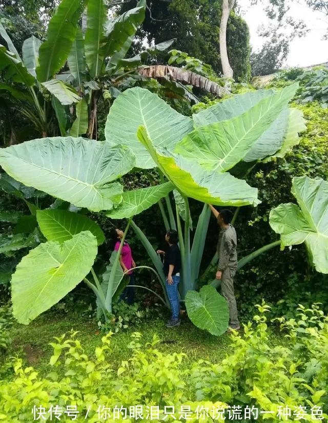 惹不起的花,叶子直径3米大,一片叶子盖住3个人