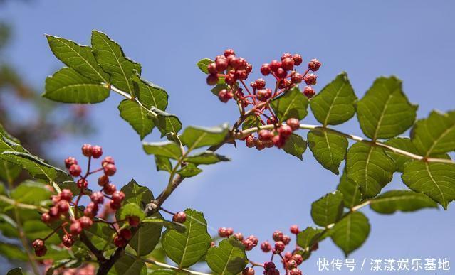 4种树“自带体香”,家有小院养一棵,很好闻