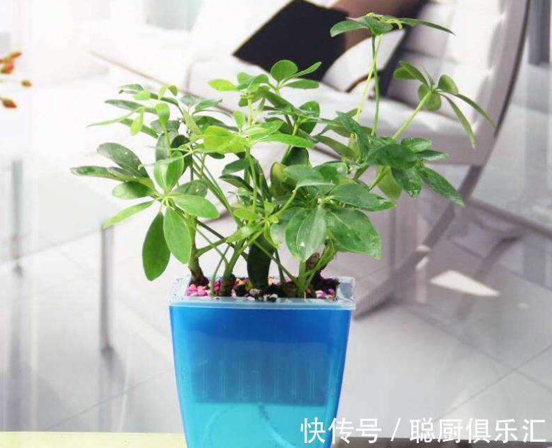 盆栽鸭掌木追肥用什么肥好,赶快来了解一下吧