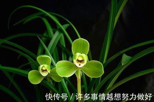 叶片|要想兰花养得好,这5步少不了,根正苗红就是这么养出来的