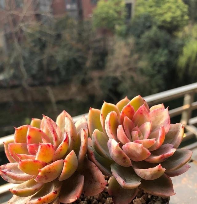 多肉不长怎么回事原来是“控水”不对,赶紧改正,半个月见效果