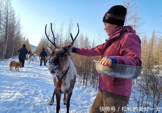 兴安|兴安驯鹿走出大山