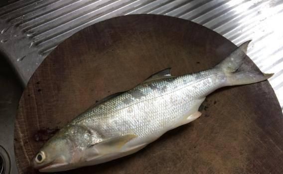 吃法|此鱼我国独有，被誉为“最好吃的海鱼”，却没有几人知道