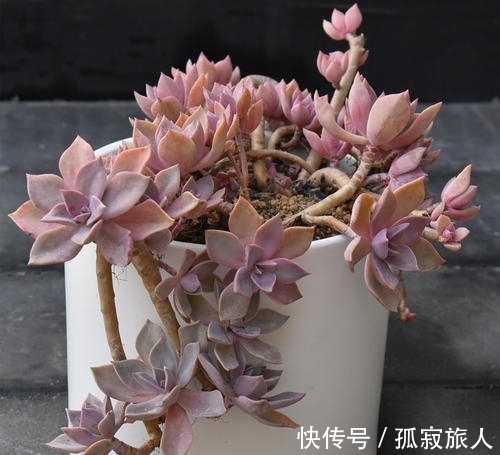 不容错过的8款粉色系多肉,颜值高好养护,仙气十足,适合新手!
