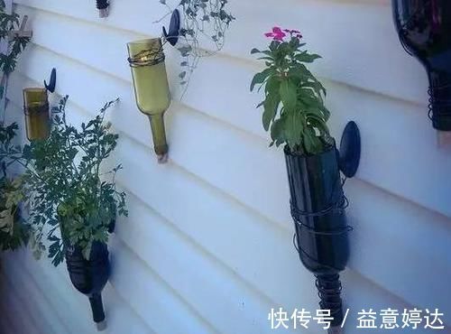酒瓶|买了花却没有花瓶该怎么办？用啤酒瓶做一个，实用、美观又独特