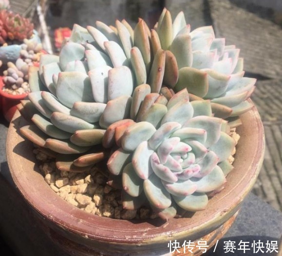 学会判断多肉植物土壤的干湿程度，多肉不娇嫩，养10年不烂根
