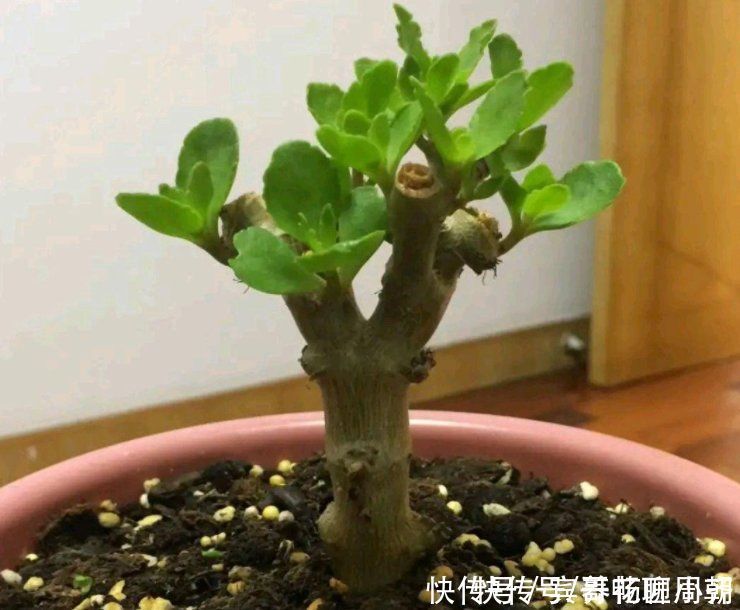 茉莉花|喜欢逛花市,碰到5种老桩不要买,开花少难养活,影响心情浪费钱