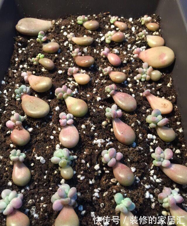 只需要一个简单的动作，就能让你徒长了的多肉变美，变胖