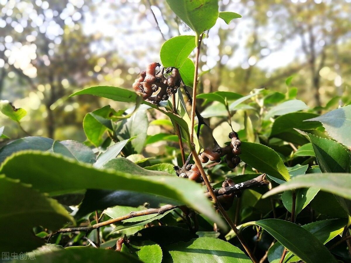 水果界|长在树上的“鸡爪”，农村娃经常拿来当糖吃，如今十几块钱一斤