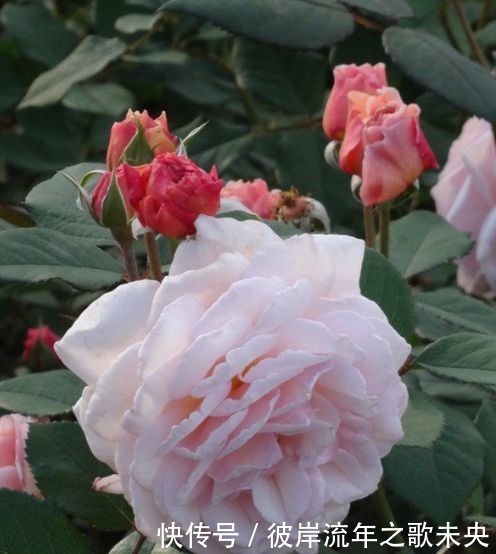 喜欢在家中养护花卉,就选择花期长,花色绚丽的5种花卉,非常美