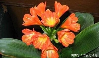 都是“兰花”,这9种便宜又好养,还能开花,比兰花好养10倍