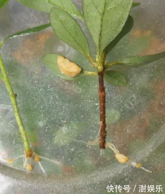 水杨酸|杜鹃茶花插不活,枝条在泥巴里打个滚,大白根呼呼长,新芽猛冒!