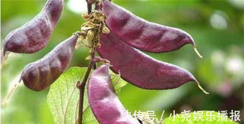 常吃|想长寿先会吃常吃几种食物，延缓衰老，排毒养颜，预防心血管疾病