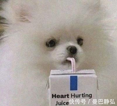 |搞笑动物:去了一趟非洲回来之后,我就变成了一只超黑的狗狗了!