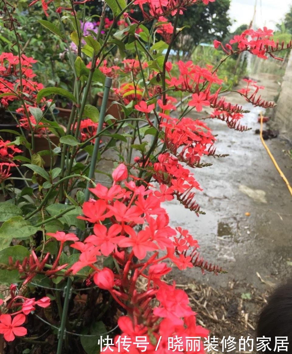 花朵|这3种花的名字相似,只有一字之差,种植方法却大不相同