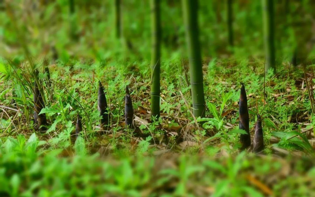 烹饪方法|买笋时,“矮胖”的好还是“细长”的好?别傻傻不懂,花冤枉钱