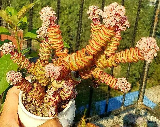 给钱串子换盆换土,几种方法务必掌握,能让钱串子长得快又好