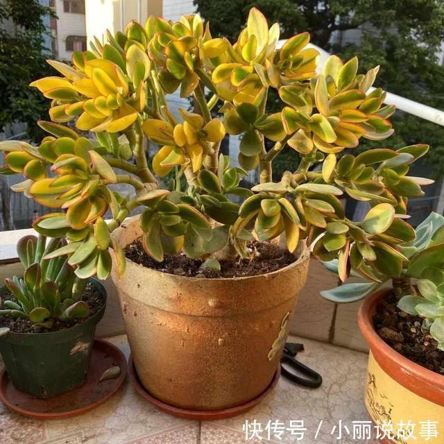 玉树这么养,整个冬天没黄叶,玉树临风,漂亮非凡!