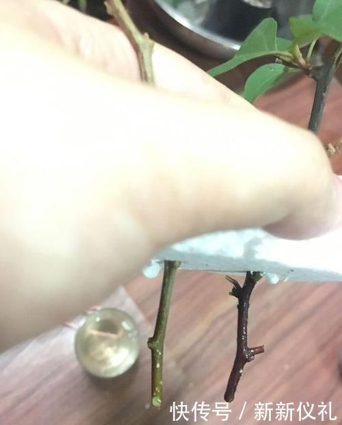 三角梅扦插总不活?吹口仙气,成活率翻倍,20天冒新芽