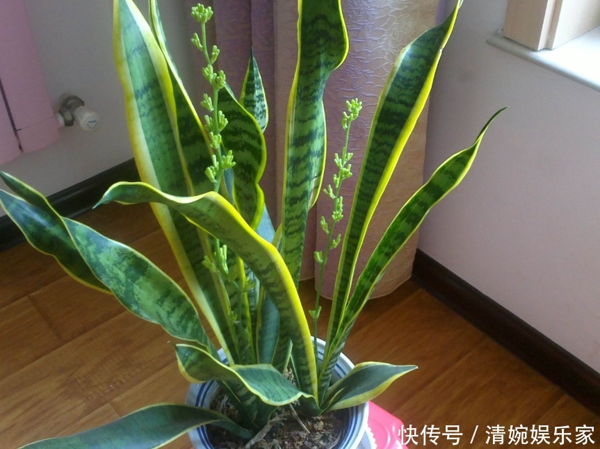 虎皮兰|你见过虎皮兰爆盆开花吗要想让它天天开花，只需做好两点就可以