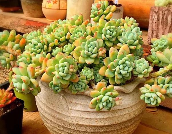 早春养多肉最忌做5件事,以防给肉肉带来冻伤烂根的现象