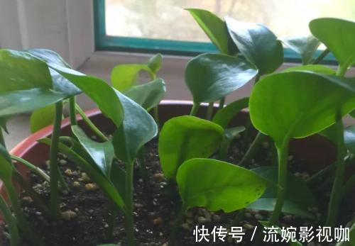 羊粪肥|养花旧土别扔,“3样”东西加一点,土质肥沃,养花特旺,开花多