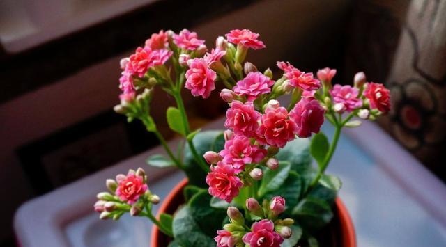 骨粉|养君子兰、长寿花,盆里撒点“万能肥”,新芽猛长,呼呼开花!