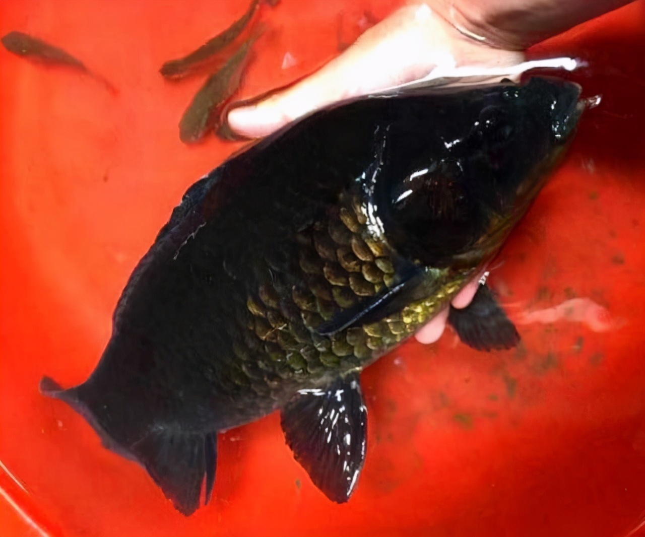 钓鱼|珠江一钓鱼人钓获“怪鲫鱼”,全身漆黑如墨,老大爷建议他放生