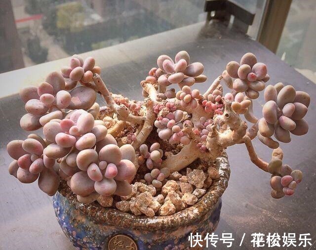 根茎|只需要一个简单的动作,就能让你徒长了的多肉变美,变胖