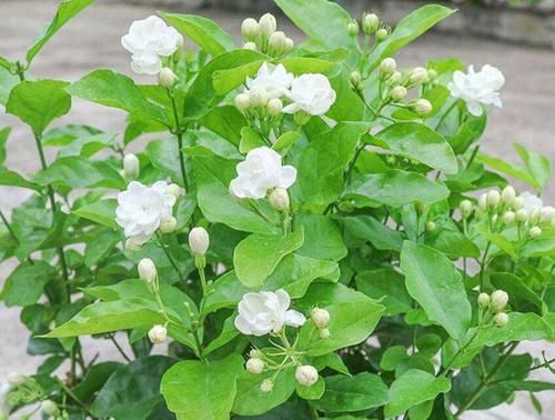  冬天|五种花冬天真的太难养，一般环境达不到，建议还是不养得好