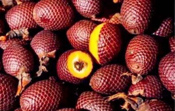  水果|4种“世界级”水果,土豪表示没吃过,网友最后一种让我想起了聊斋