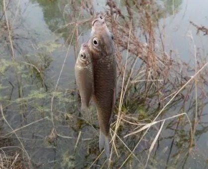 冬季钓鱼,“黄金时间”要牢记,下竿就会上鱼!