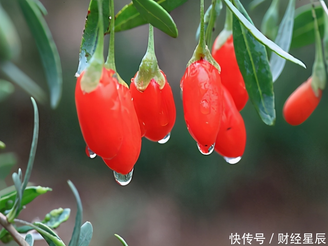 枸杞|养肝并不难,肝脏喜欢3种食物,经常吃,肝功能或会逐渐变强