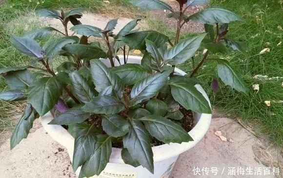 中草药|农村此草名叫“降压菜”,每天嚼食2片,血压稳稳降,遇见请珍惜