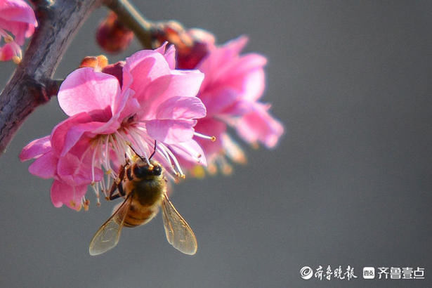 踏青赏花享春光，一起邂逅最美烟台四月天