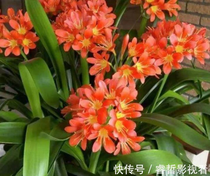 植株|立秋以后,养君子兰满足4个条件,新叶花箭一起长,绽放层叠群花